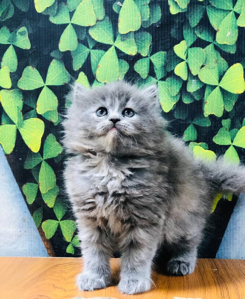 cash on delivery Persian Punch face triple coat cat Kitten