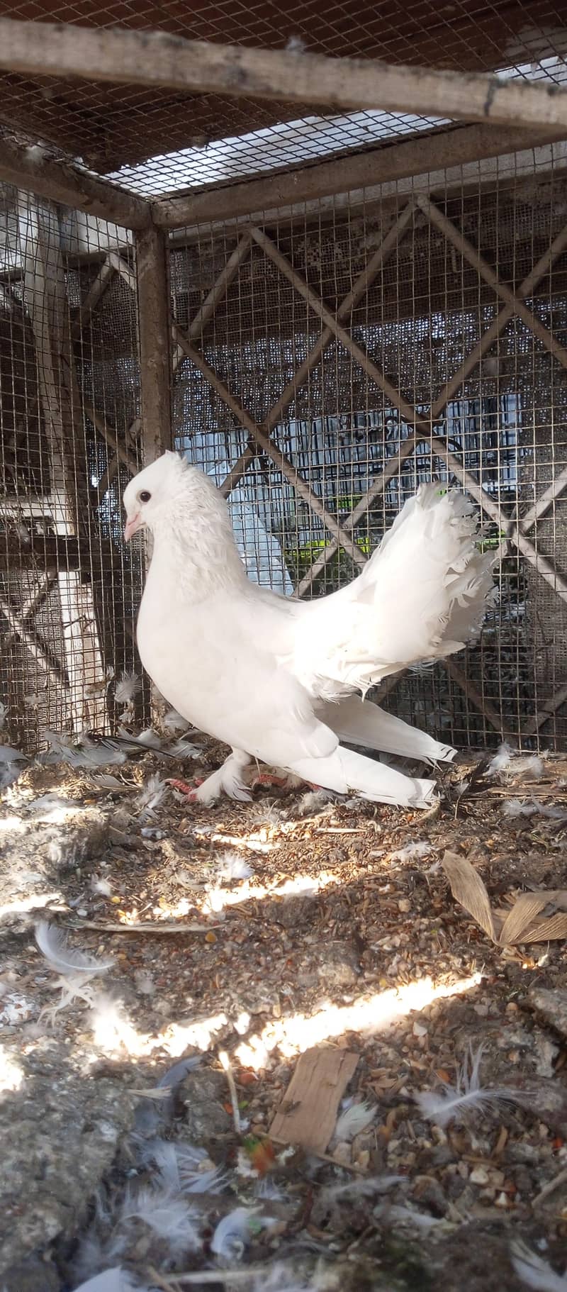 pigeon | kabutar | fancy pigeon | lucky pigeon | white pigeon

                                                            alt=