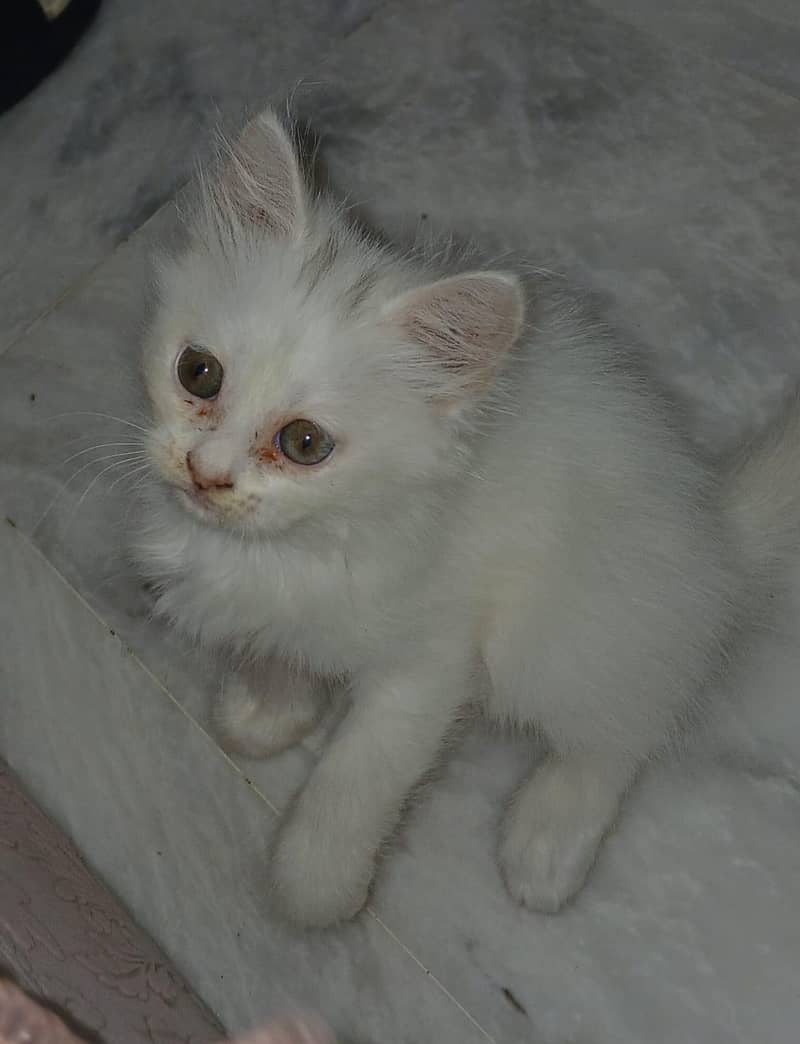 Pure Persian kitten

                                                            alt=