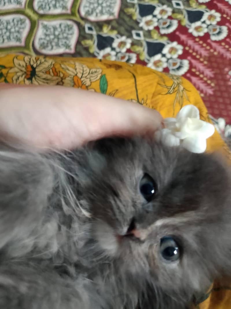 2 female cats Grey color

                                                            alt=