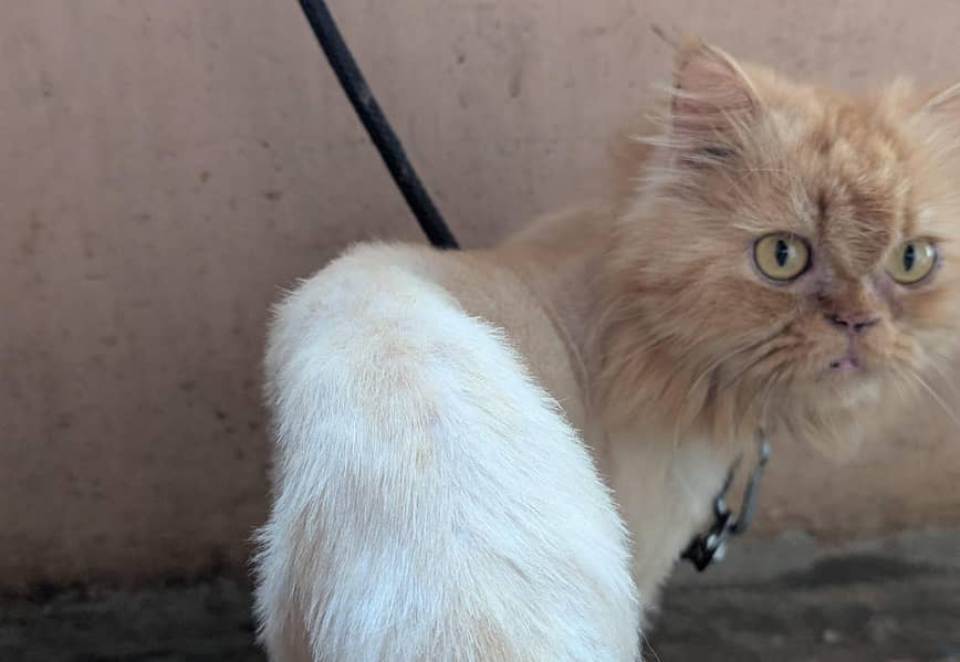Home Breed Siamase Female , Siberian Grey Cute Kittens | 1.5,2 months

                                                            alt=