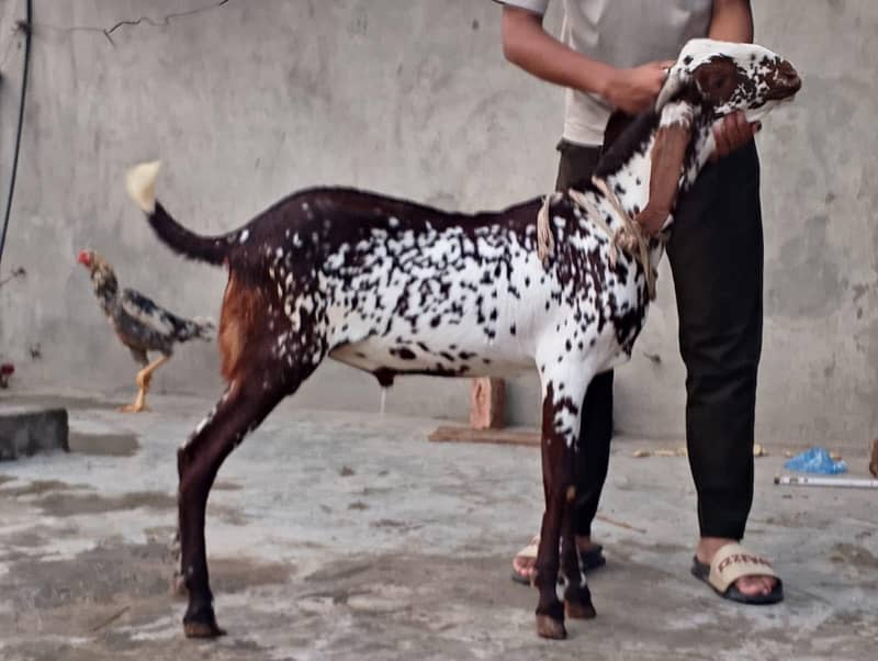 BAKRI OR BKRA FOR SALEE

                                                            alt=