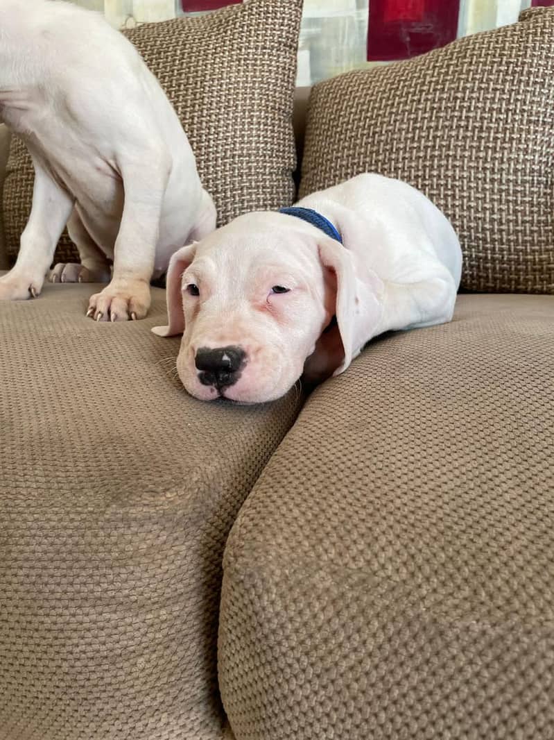 Dogo Argentino Puppis | Argentino Show Class Pupps For Sale | pupps

                                                            alt=