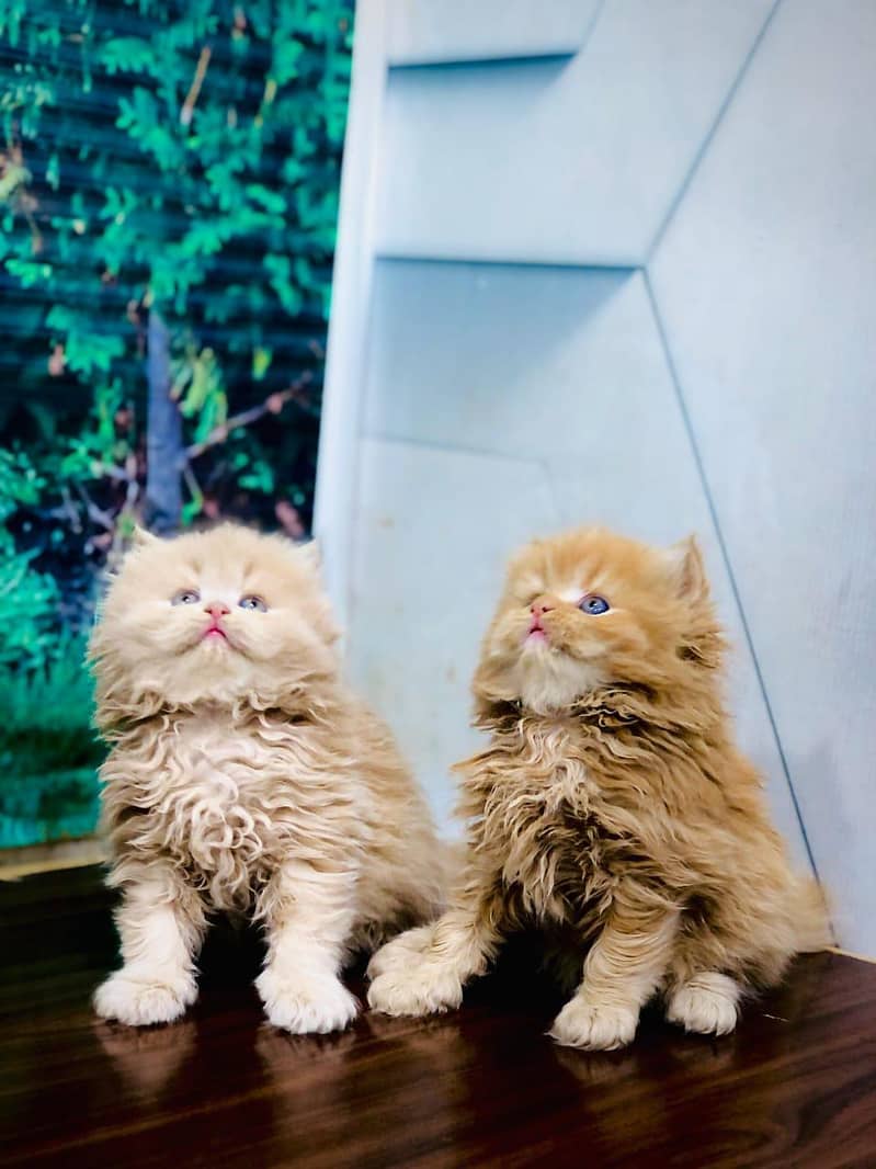 cash on delivery Persian Cats & Kittens Available — Healthy & Playful

                                                            alt=