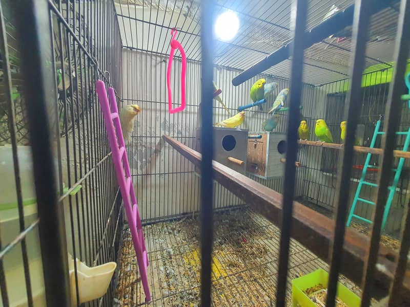 Budgies Breeding Complete Setup.

                                                            alt=