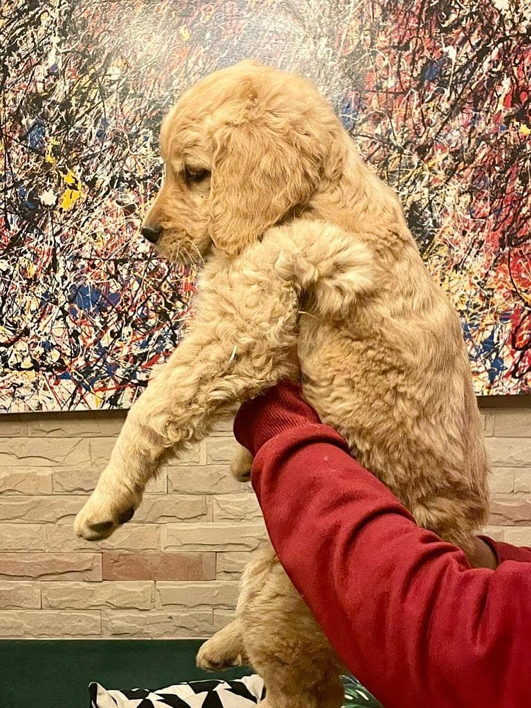 Golden Retriever Pedigreed pups

                                                            alt=