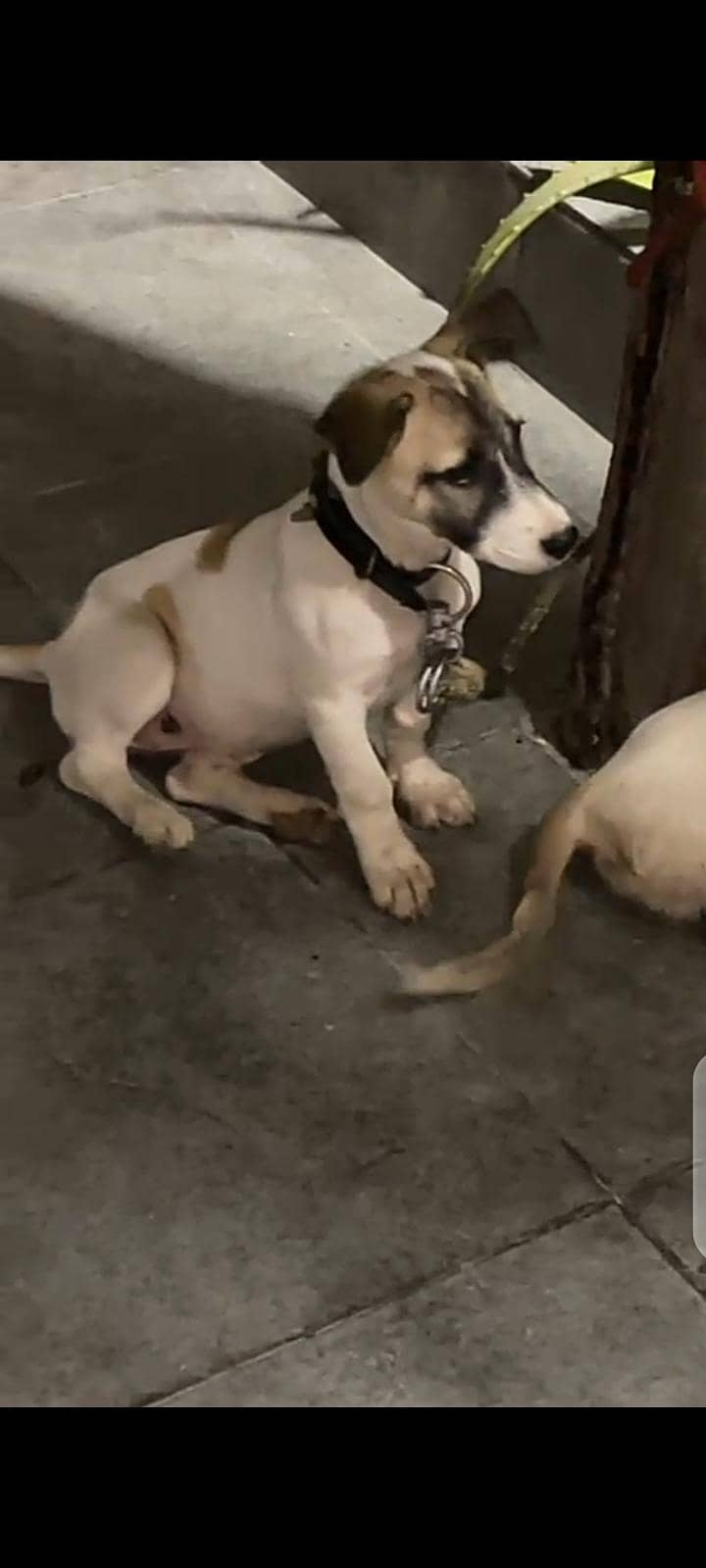 pisti dogs | puppies for sale

                                                            alt=