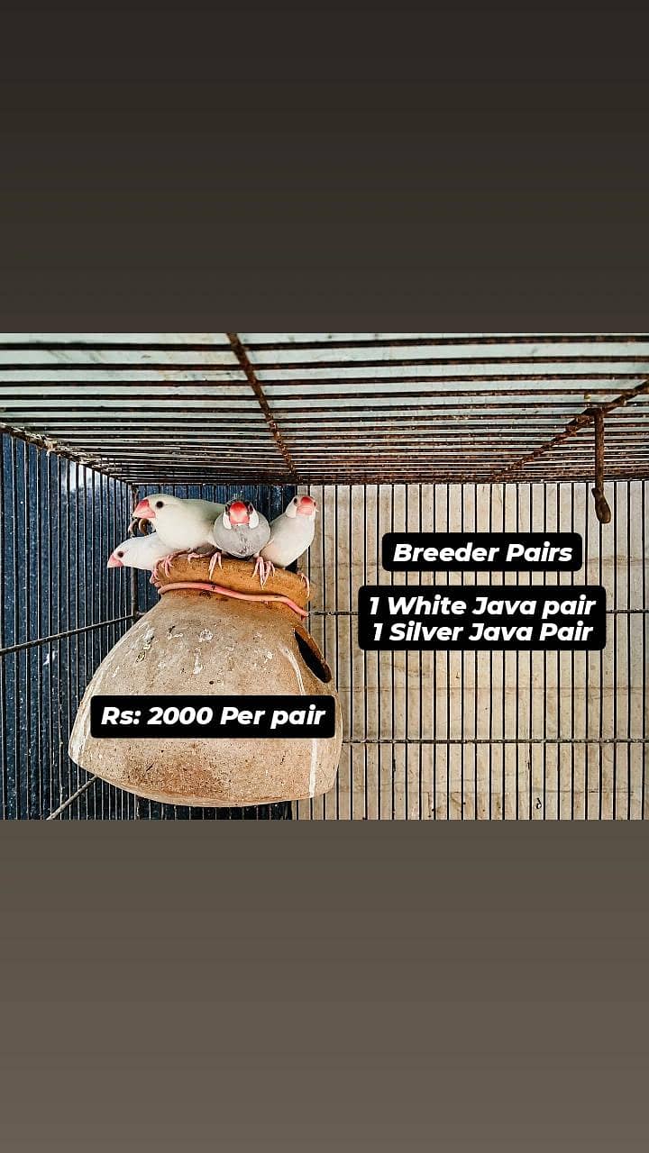 All Birds for urgent sale

                                                            alt=