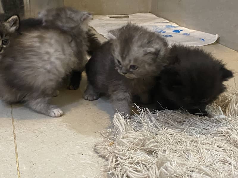 Premium Persian Cat & Persian × British Longhair Kittens Available