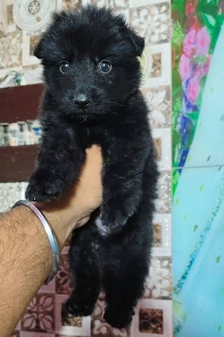 BLACK german shepherd puppies for sale

                                                            alt=