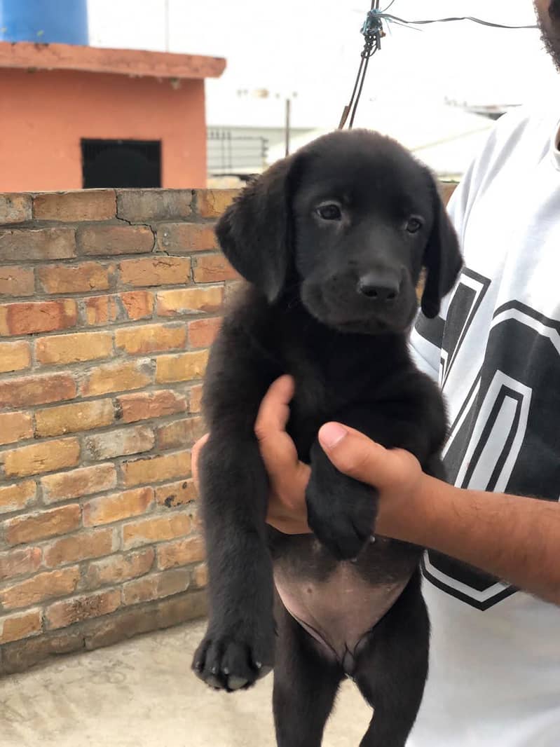 Black Labrador Female For Sale

                                                            alt=