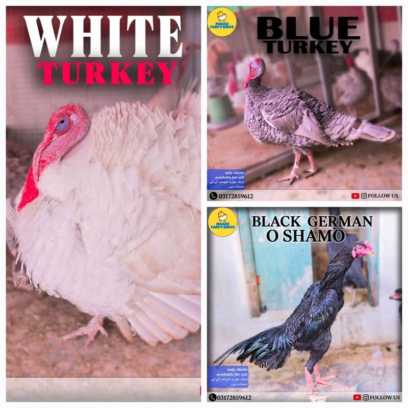 Fancy Breeds Chicks/Polish/Silki/Bentum/Sebright/Buff/Ayam cemani/All

                                                            alt=