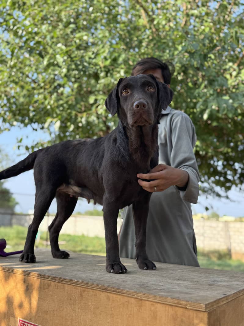 Labra | Chocolate Labrador | Labrador Female Pedigree | British Labra

                                                            alt=