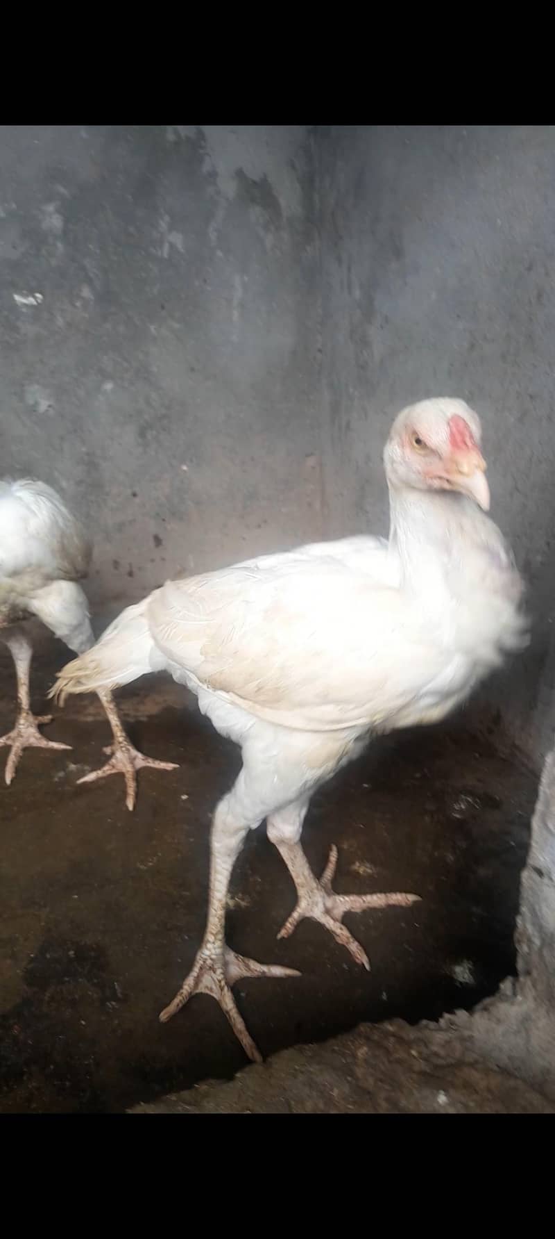 Hera Aseel For sale

                                                            alt=