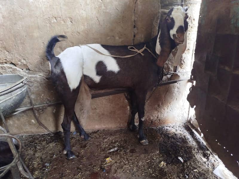 Faisalabadi goat for sale