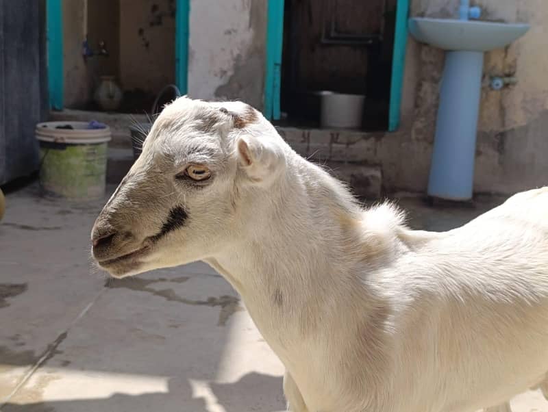 teddy bakra| tedda goat | desi bakra_teddy | بکرا

                                                            alt=