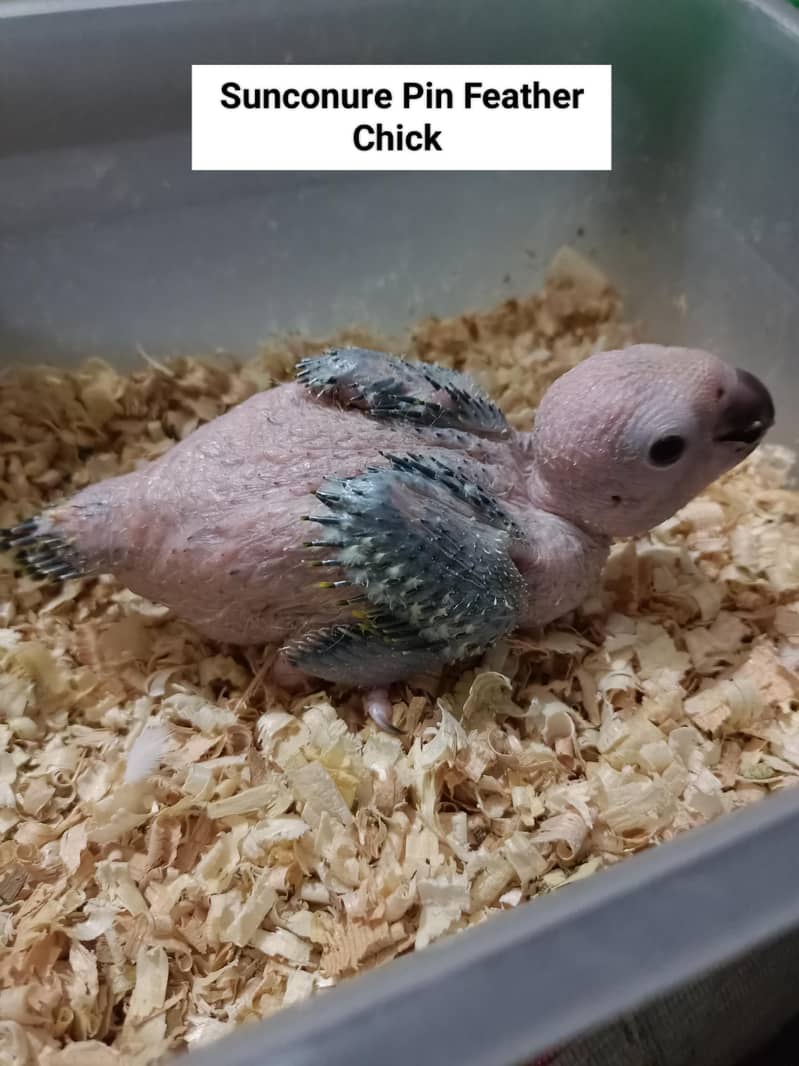 Sunconure | Lovebirds | Blue Cinnamon | Turquoise | Red Moluccan Lory

                                                            alt=