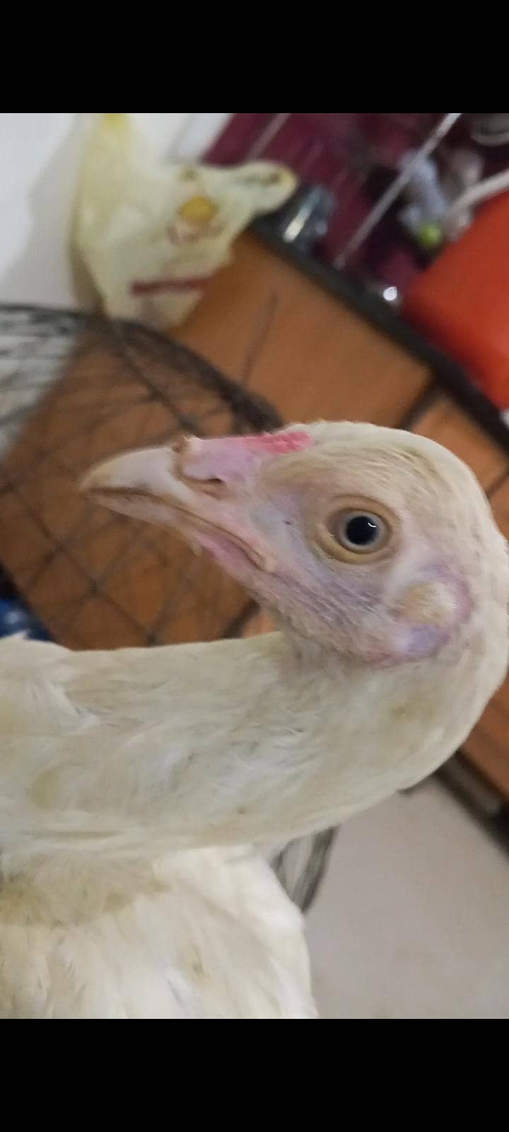 paper white hery piecs

                                                            alt=