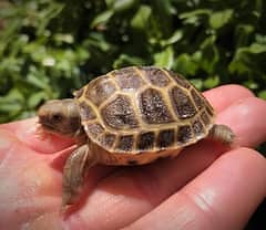 whatsapp for Imported Tortoise and Turrtless.

                                                            alt=