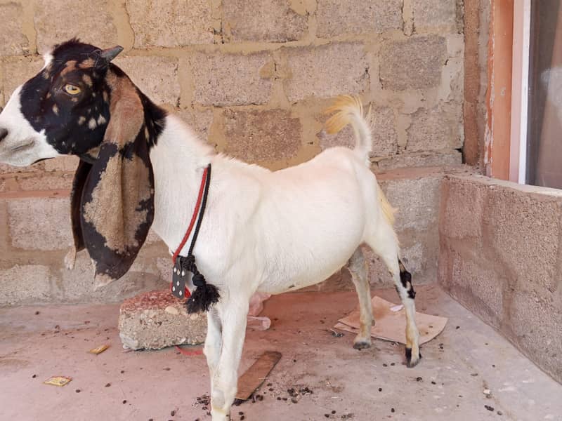 Desi bakra

                                                            alt=
