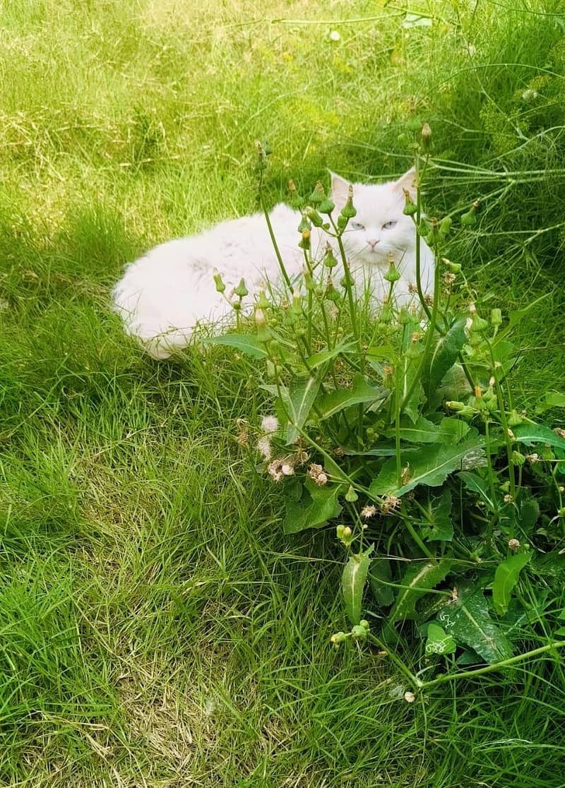 Tripple coated Persian Ice Blue Eyes Female Cat for Sale

                                                            alt=