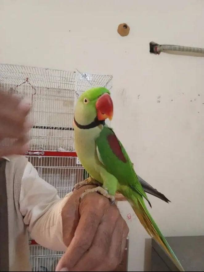 Raw Parrot  handtam for sale urgent

                                                            alt=