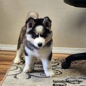 TOP QUALITY SIBERIAN HUSKY PUPPIES AVAILABLE FOR SALE

                                                            alt=
