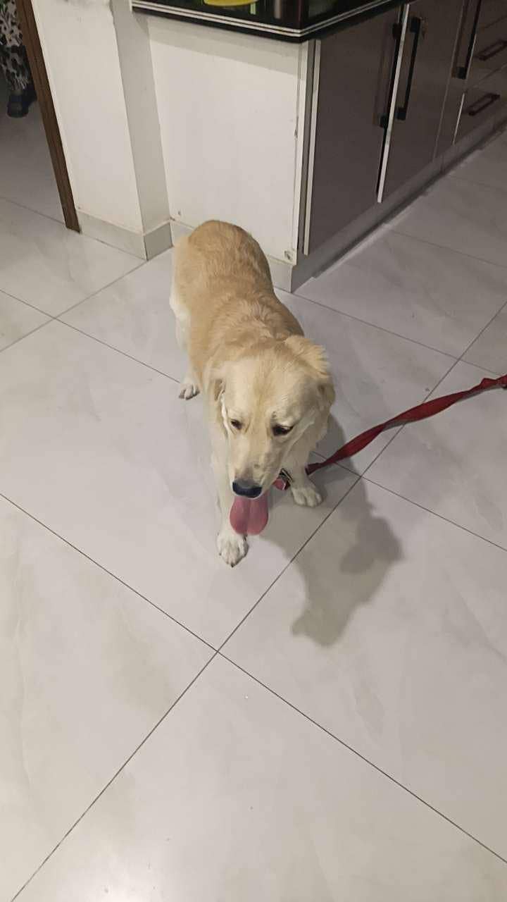 Golden retriever PAIR | golden retriever Male / Female | dog for sal

                                                            alt=