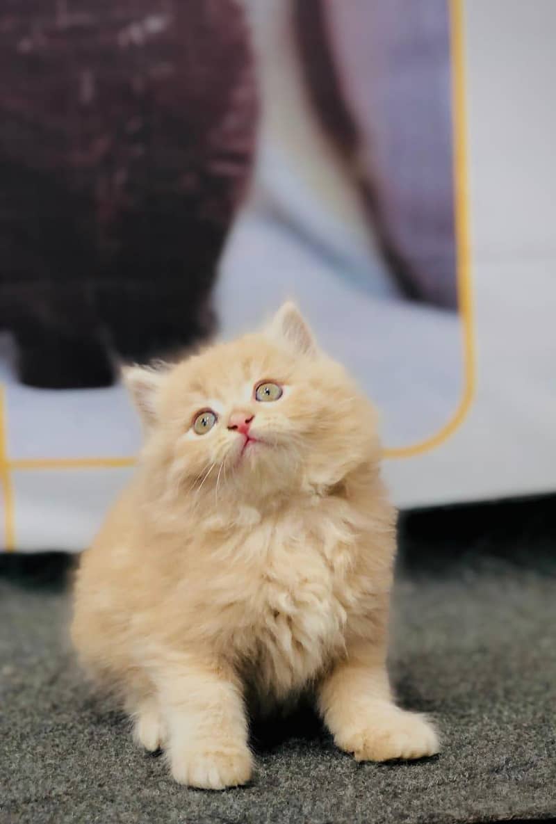 parshion kitten cat male and female British

                                                            alt=