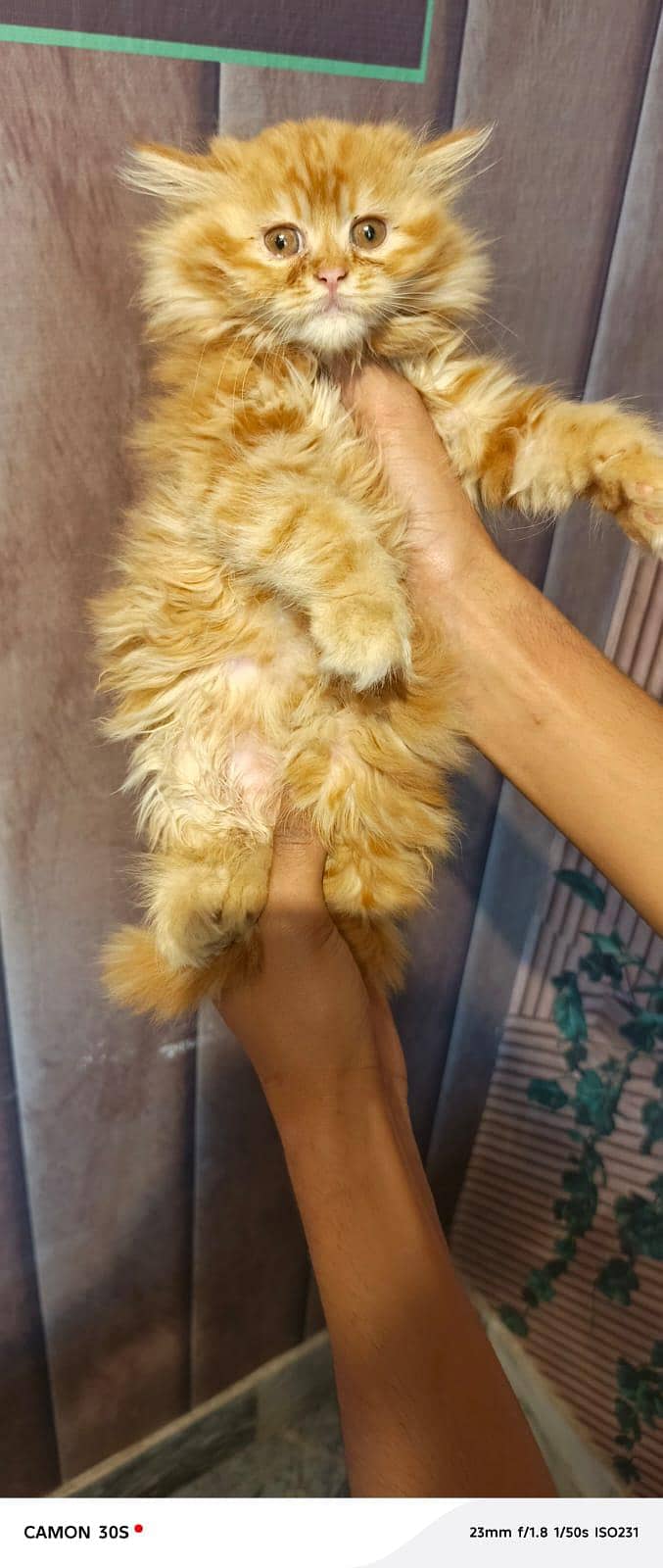 Fluffy kittens/ Cat babies/  Cute kittens

                                                            alt=