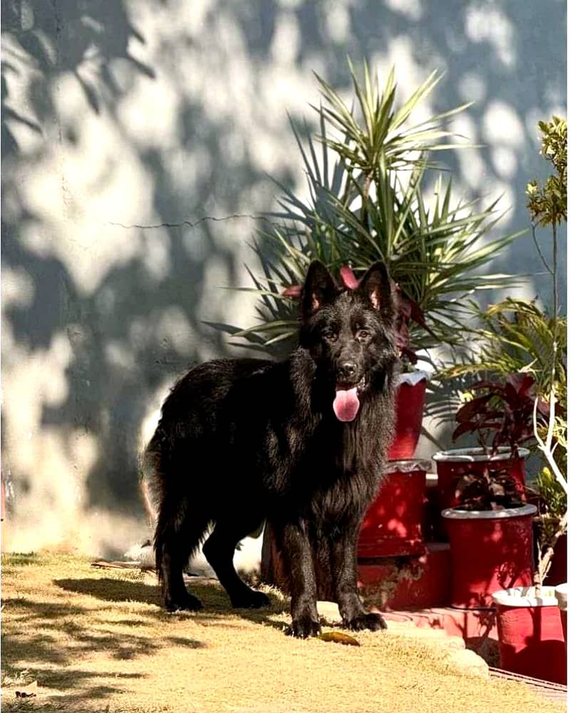 Solid Black Long Coat German Shepherd Female | Pedigree Parents

                                                            alt=