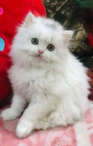 Cash On Delivery High Quality Persian Kittens or Persian Cat Babies

                                                            alt=