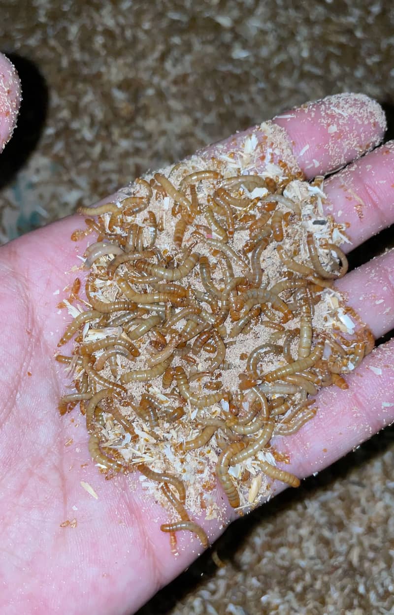 Fresh live mealworms

                                                            alt=