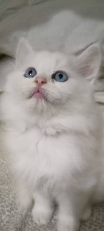 persian kitten cat tripple coat kitten belli blue eyes kittens

                                                            alt=