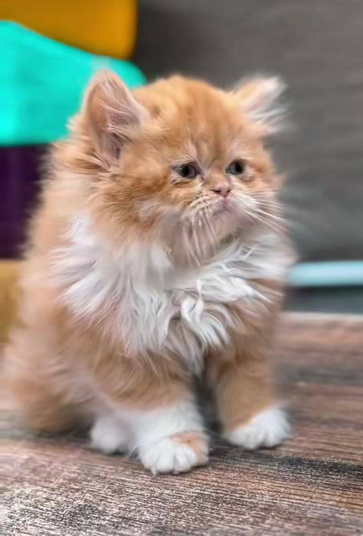 Persian cats My WhatsApp 03057080474 \£¥¢¥¥¢÷£π£€£

                                                            alt=
