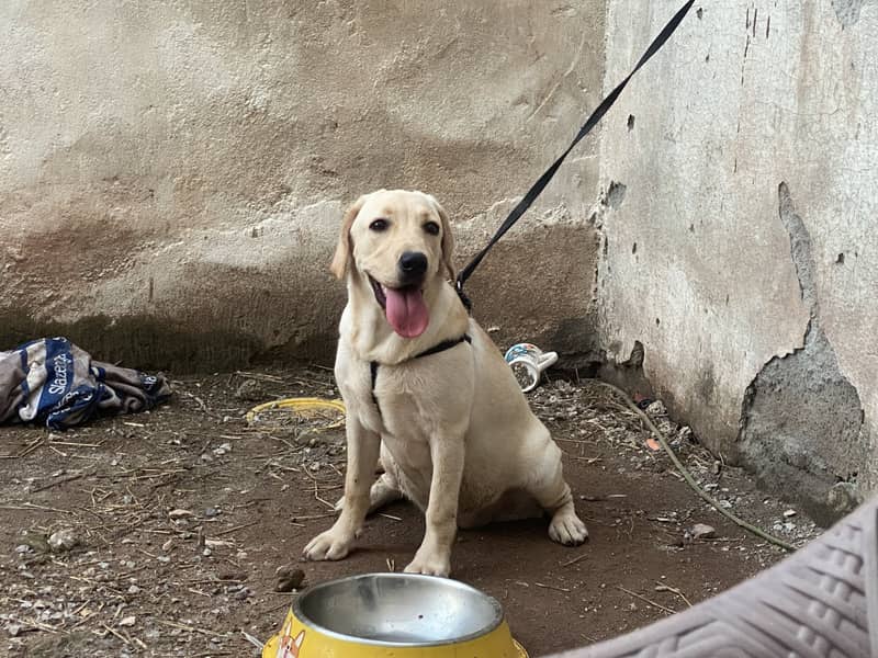 Pure Labra female 5 months ( fully vaccinated )

                                                            alt=