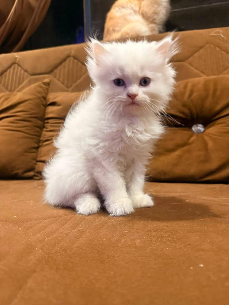 Kitten cat

                                                            alt=
