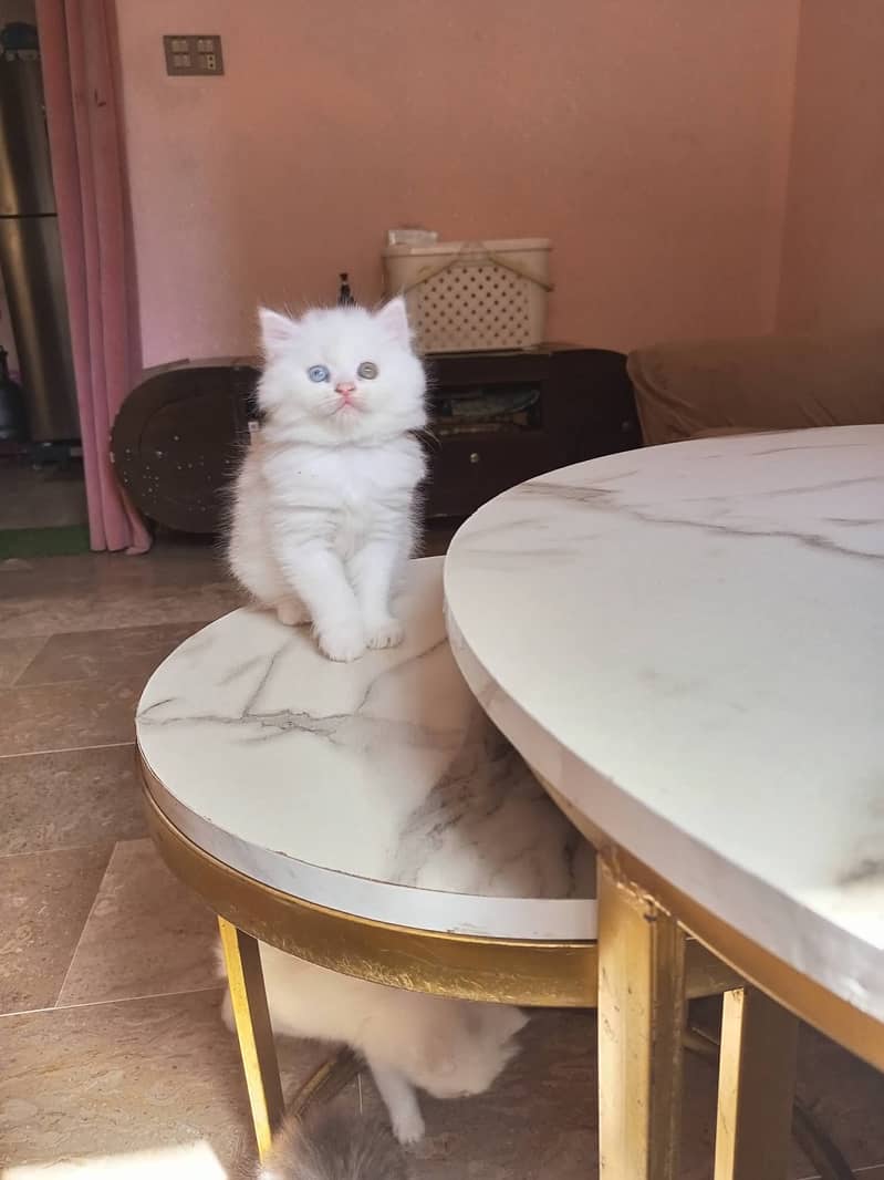 Premium Triple-Coated Persian Kittens | Purebred

                                                            alt=