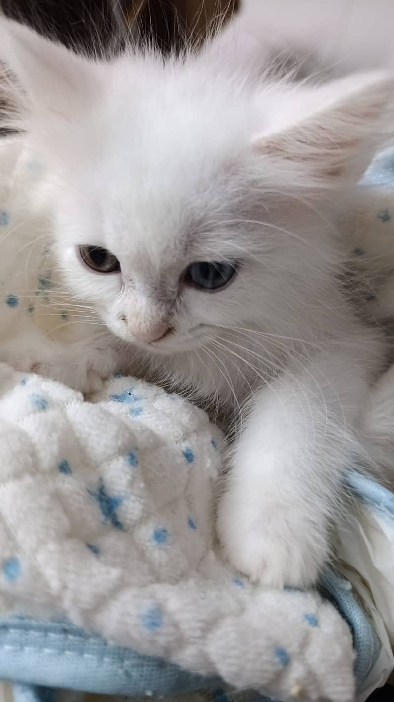 2-Month-Old Pure Persian Triple-Coat Kittens | Healthy & Home Raised

                                                            alt=