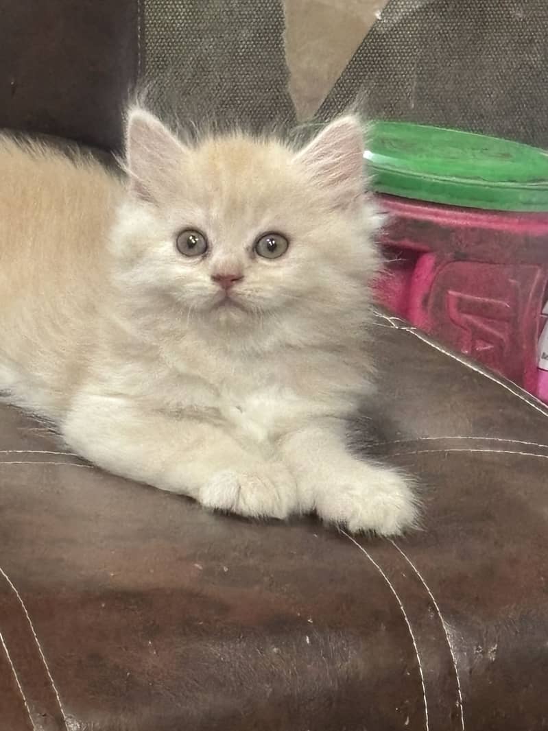 Premium Triple-Coated Persian Kittens | Purebred

                                                            alt=