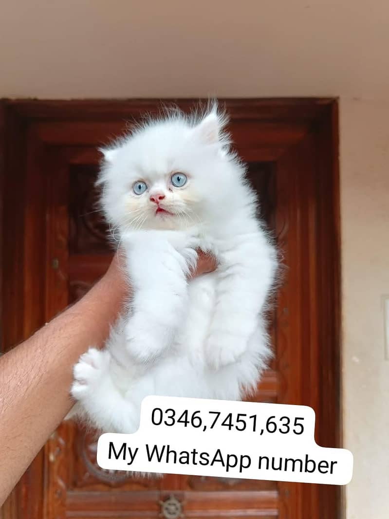 Persian kittens for sale

                                                            alt=