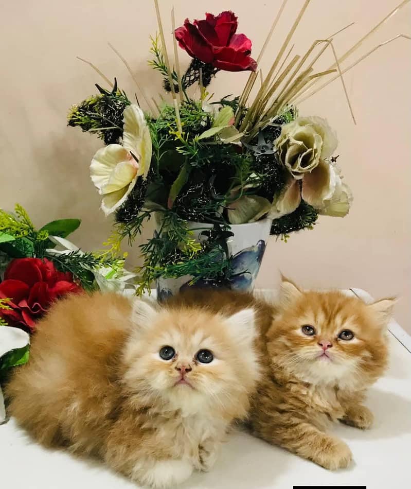 Persian Kittens |White persian Kittens |Triple Coated Kittens For Sale

                                                            alt=