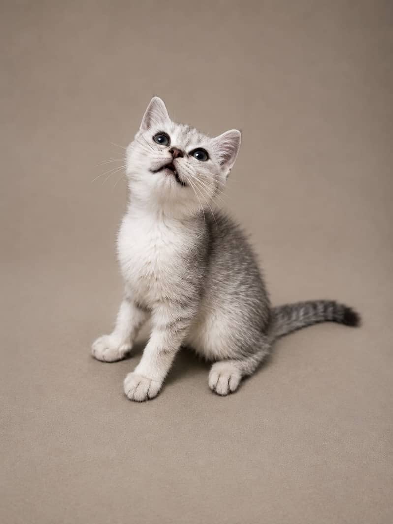 British Shorthair

                                                            alt=