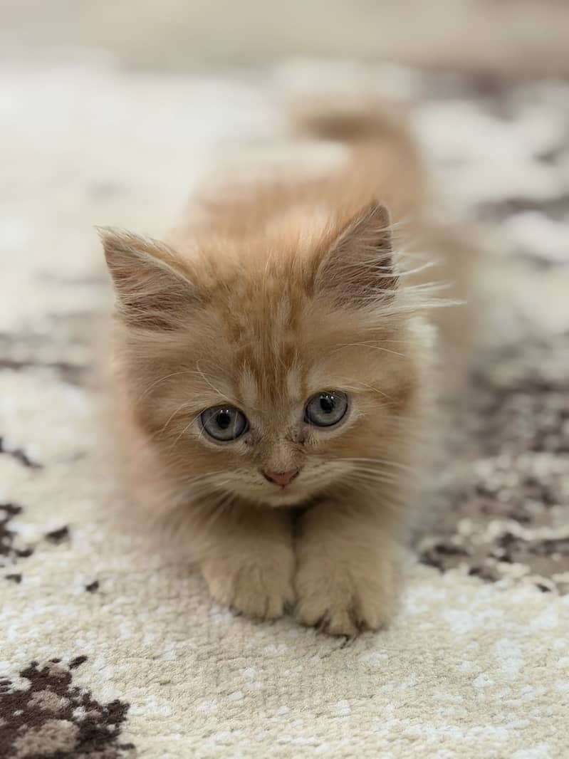 Rare Ginger Single Coat Persian kitten

                                                            alt=