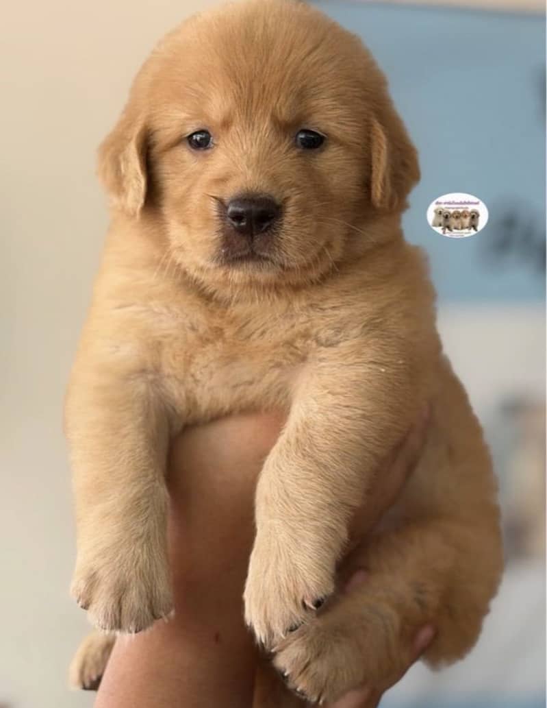 golden retriever puppy for sale

                                                            alt=