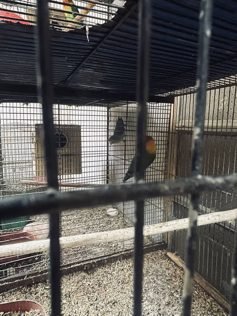 Cage & love birds For Sell

                                                            alt=