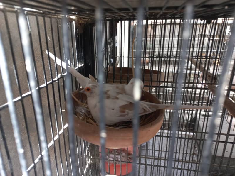 Red Pied, Silver Pied,Blue Pied breeder pairs available

                                                            alt=